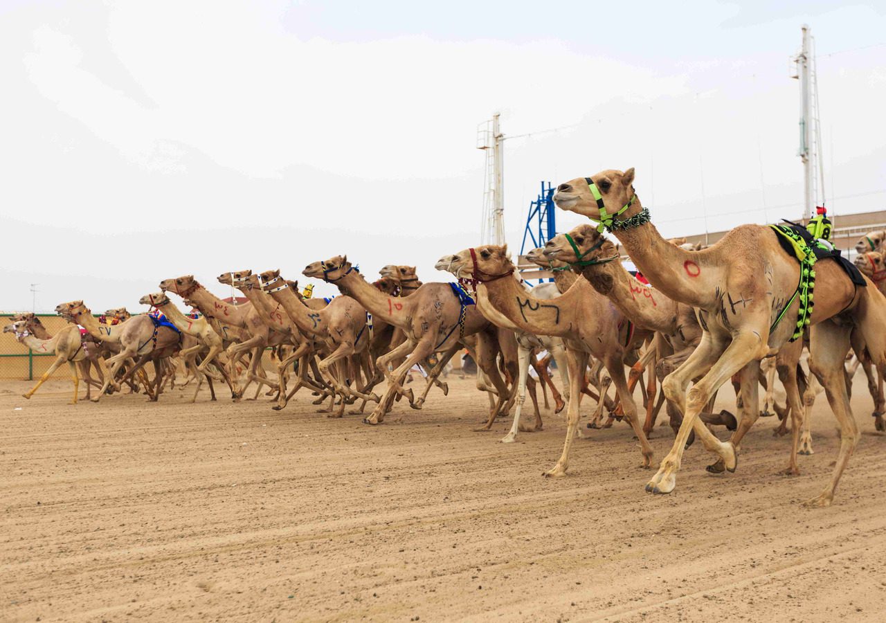 Sheikh Faisal Museum Tour Camel Race Track Tour